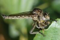 Machimus gonatistes