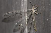 Distoleon tetragrammicus