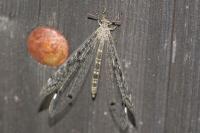 Distoleon tetragrammicus