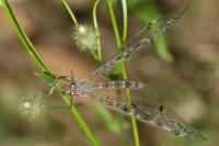 Distoleon tetragrammicus