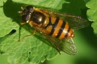 Epistrophe melanostoma