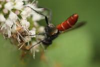 Cylindromyia bicolor