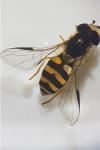 Dasysyrphus albostriatus