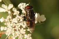 Stomorhina lunata