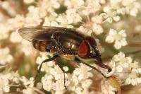Stomorhina lunata