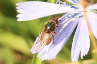 Rhingia campestris