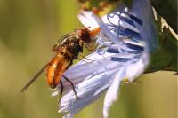 Rhingia campestris
