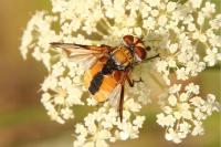 Ectophasia crassipennis
