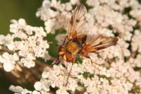 Ectophasia crassipennis