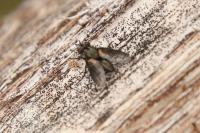 Periscepsia carbonaria