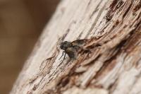 Periscepsia carbonaria