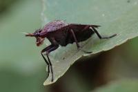 Coremacera marginata