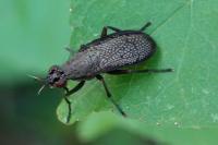 Coremacera marginata