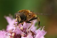 Eristalis nemorum