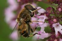 Eristalis nemorum