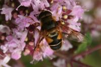 Eristalis pertinax