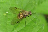 Chrysopilus cristatus