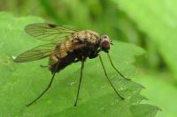 Chrysopilus cristatus