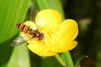 Episyrphus balteatus