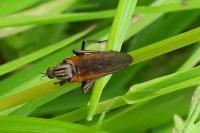 Empis tessellata