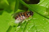 Epistrophe melanostoma