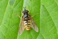 Chrysotoxum cautum