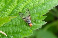 Otites porcus