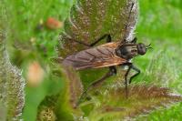 Empis tessellata