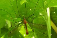 Tipula lunata