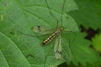 Nephrotoma quadrifaria
