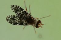 Trypetoptera punctulata