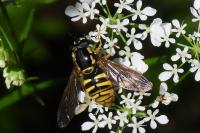 Chrysotoxum cautum