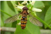 Episyrphus balteatus