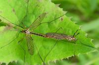 Nephrotoma appendiculata