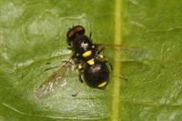Oxycera leonina