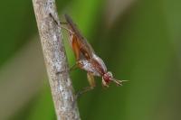 Sepedon spinipes