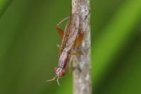 Sepedon spinipes