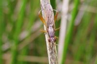 Sepedon spinipes