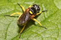 Dalmannia dorsalis
