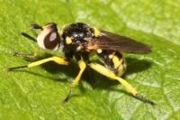 Dalmannia dorsalis