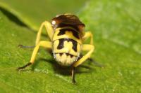 Dalmannia dorsalis