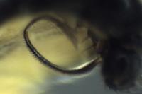 Dalmannia dorsalis