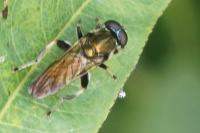Xylota segnis