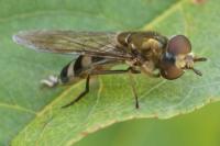 Xanthandrus comtus