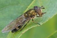 Xanthandrus comtus