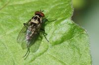 Anthomyia procellaris