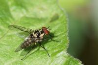 Anthomyia procellaris