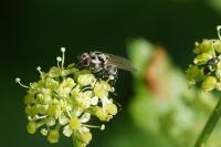 Anthomyia procellaris
