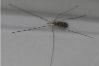 Tipula confusa