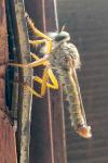 Aneomochtherus flavicornis